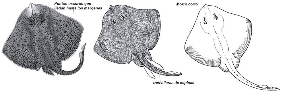 Raja brachyura_01.jpg